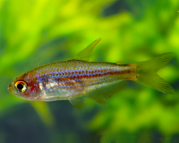 Scratched Inpa Tetra ~ 2cm - 3cm